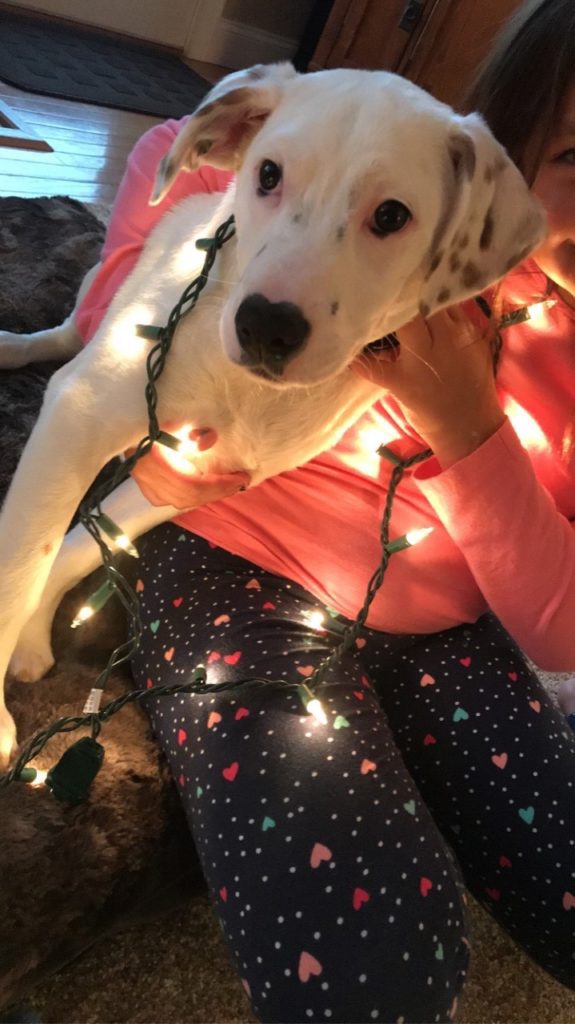a puppy wrapped in Christmas lights