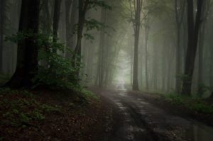 dark foggy road with tall trees