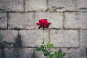 single rose in front of a brick wall