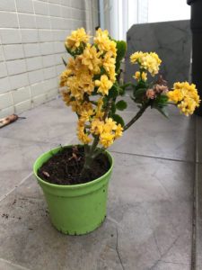 A yellow plant on a concrete patio serves as a reminder that we will get through this.