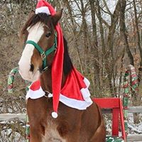 a Clydesdale dressed up like Santa sitting on a bench in the snow