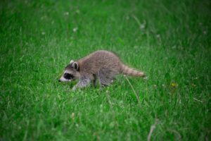 Small baby racoon walking in green grass