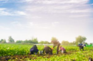 workers work on the field, harvesting, manual labor, farming, agriculture, agro-industry in third world countries, labor migrants, blurred background