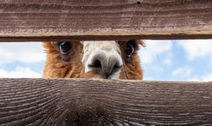 a close-up photo of an alpacas eyes as they peer through a wooden fence
