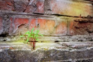 a sprout growing through concrete to symbolise persistence, gratitude, and discipline