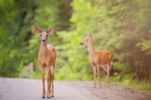 two deer standing in the road