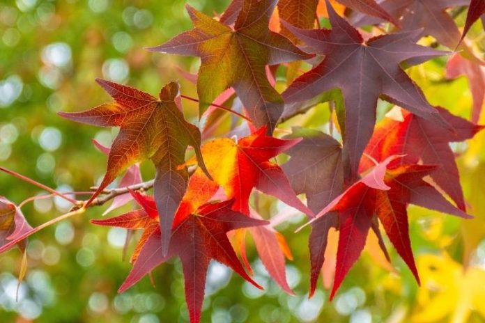 3 Simple Fall Science Activities: Exploring Nature