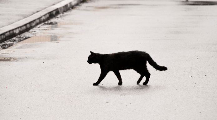 a black cat crossing a road