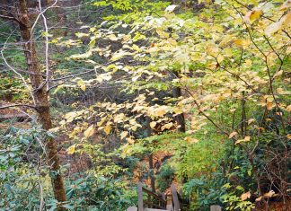 wooden steps leading down into the woods on a hiking trail, surrounded by autumn leaves on the ground