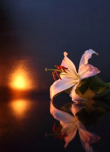 a white lily on a dark background with a candle flickering in the background to symbolize loss