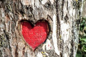 a heart carved into a tree, and painted red