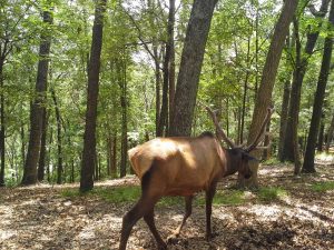 an elk in the woods