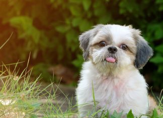 a white and gray shih tzu puppy in the grass