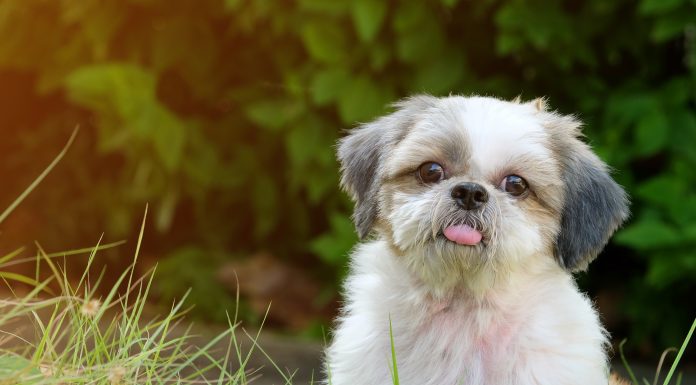 a white and gray shih tzu puppy in the grass