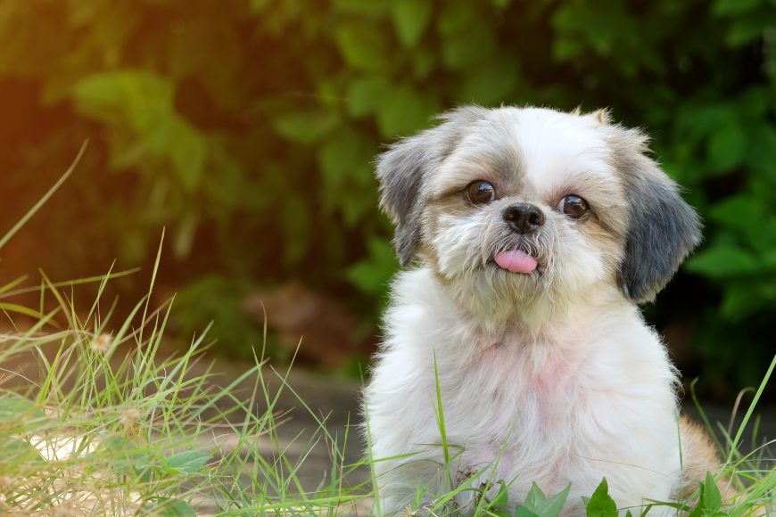 a white and gray shih tzu puppy in the grass