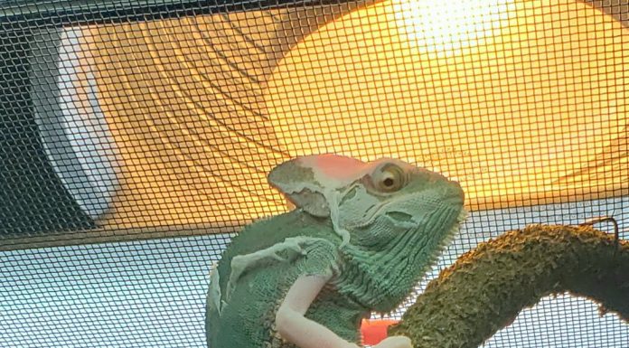 a chameleon on a branch