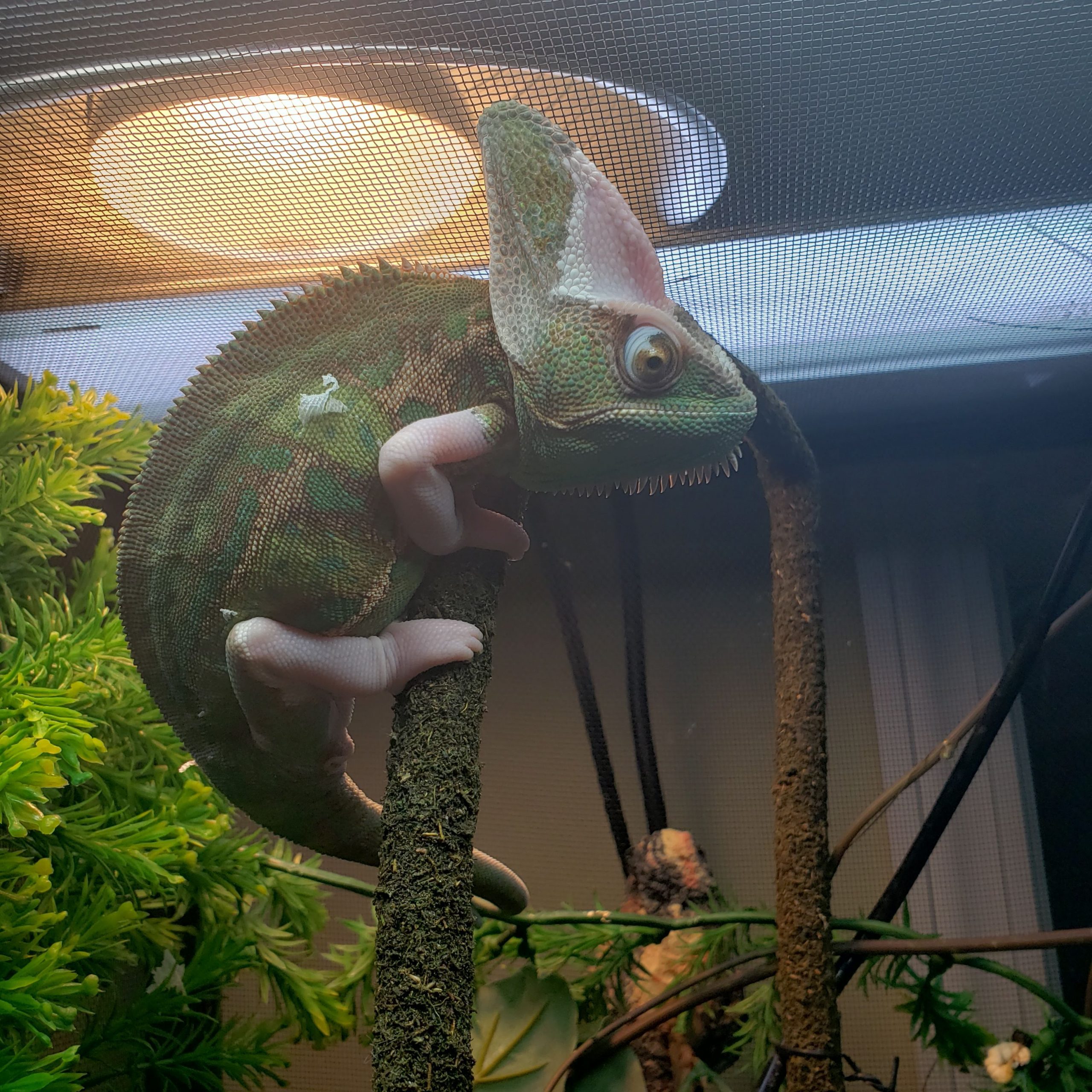 a chameleon on a branch in a cage under a heat light