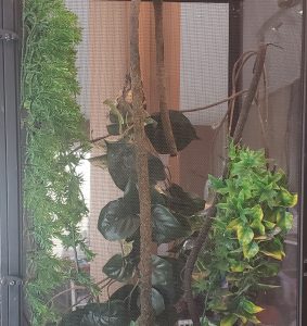 an empty chameleon cage filled with branches and greenery