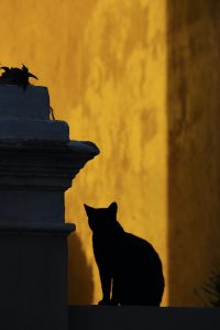a silhouette of a black cat against a moonlit wall
