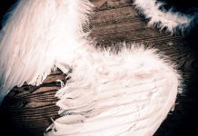 feathered angel wings and a feathered halo on a wooden background