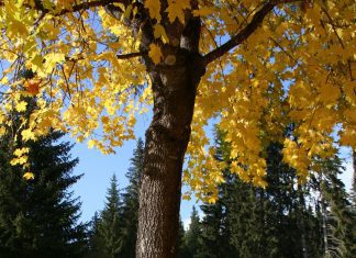 fall leaves of yellow and brown strewn on the ground under a tree