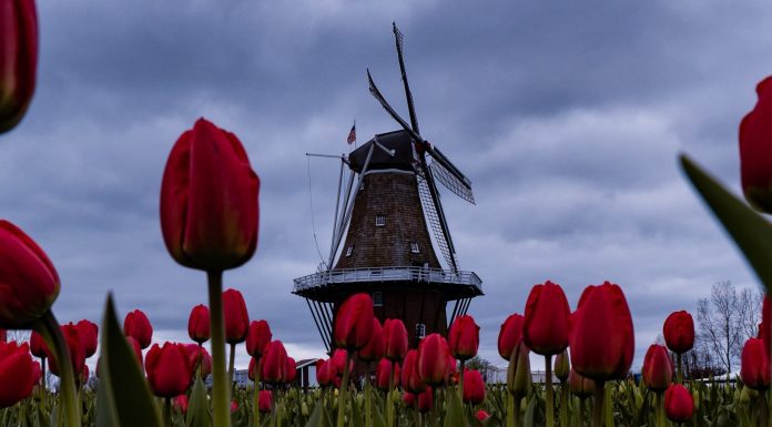 a field of tulips with a windmill in the background