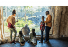 St. Louis Family Memberships Worth the Investment an African American family visiting the zoo