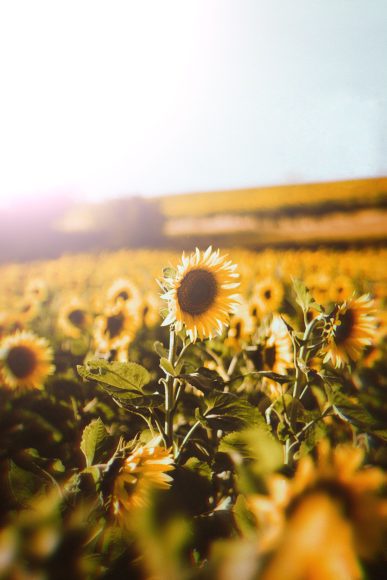 a field of sunflowers in the fall sunl
