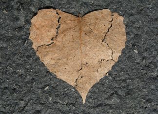 a heart shaped leaf, torn and but back together again