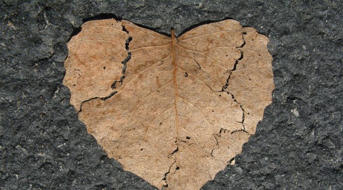 a heart shaped leaf, torn and but back together again