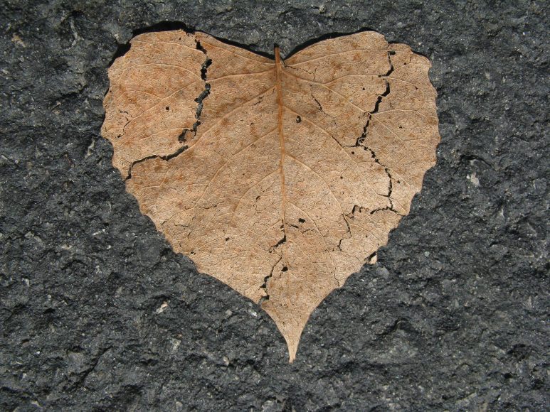 a heart shaped leaf, torn and but back together again