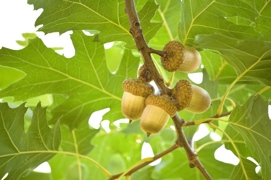 a cluster of acorns on a tree branch