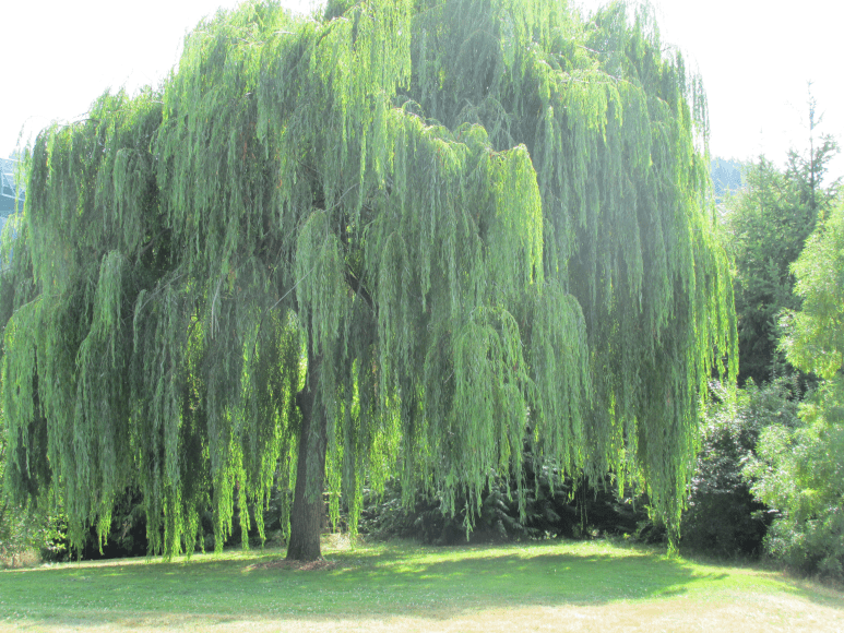 a weeping willow tree