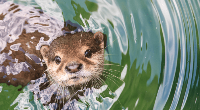 an otter poking his head out of the water