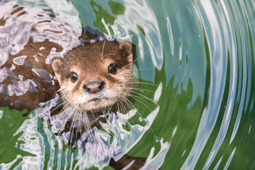 an otter poking his head out of the water