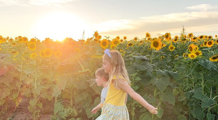 a boy and a girl walking through a field of sunflowers
