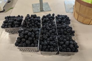 u pick blackberries in plastic boxes from Braeutigam Orchards