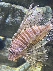 A Lionfish at the aquarium.