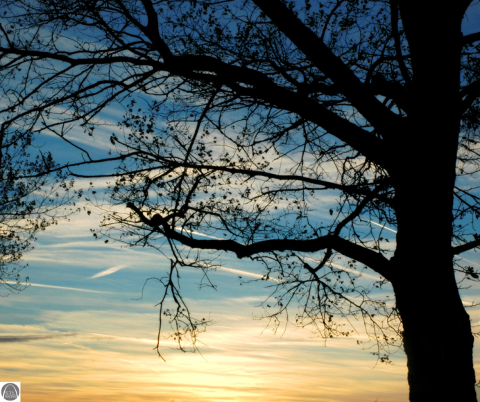 a winter tree with few leaves silhouetted against a sunset