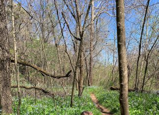 Spring Flowers: My Favorite Places to See them in St. Louis