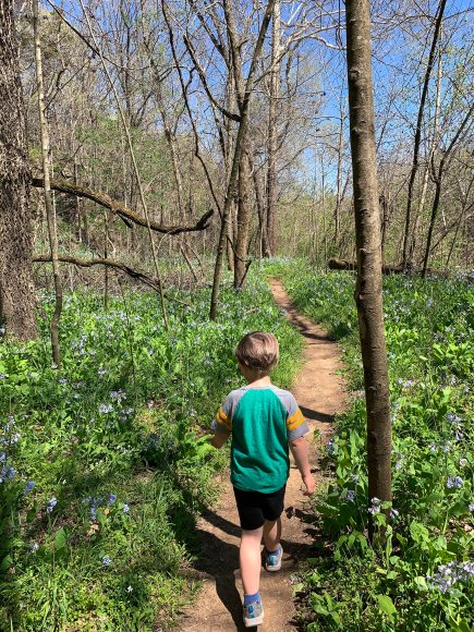 a young boy on a trail through a field of bluebells, spring flowers in the St. Louis area