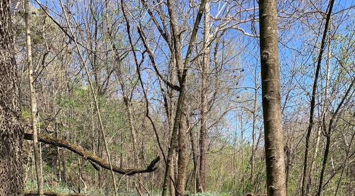 Spring Flowers: My Favorite Places to See them in St. Louis
