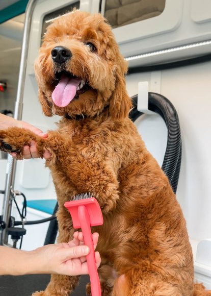 a brown dog getting brushed at a grooming appointment