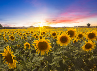 a sunflower field at sunset