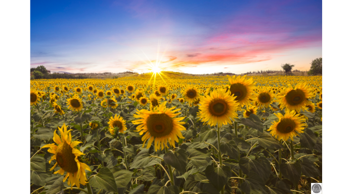 Sunflower Season in Full Bloom at Columbia Bottom Conservation Area a sunflower field at sunset