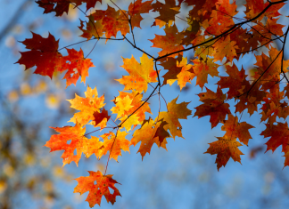Celebrating Fall Equinox with Your Family