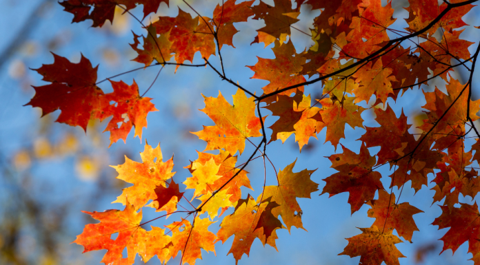 Celebrating Fall Equinox with Your Family
