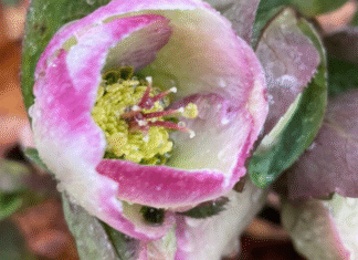 Hope Springs Eternal in the Beautiful Chaos of a Mother’s Heart