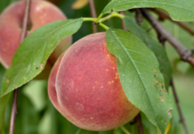 Mom’s Guide to Peaches