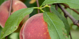 Mom’s Guide to Peaches